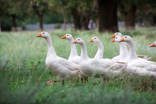 istock Domestic Geese in the grass 1136544711
