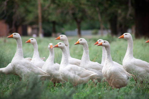 istock Domestic Geese in the grass 1136545057