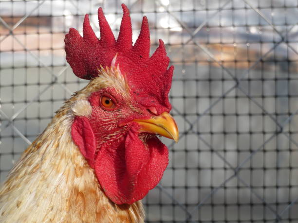 Rooster on the farm in sunny day Portrait of the colorful cockerel on wire mesh background winter chicken coop stock pictures, royalty-free photos & images