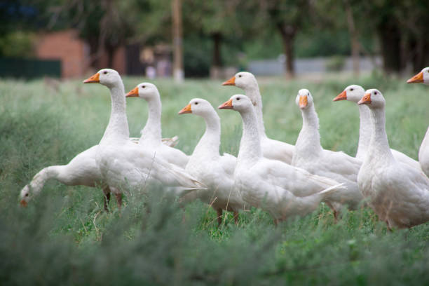 istock Domestic Geese in the grass 1136545897