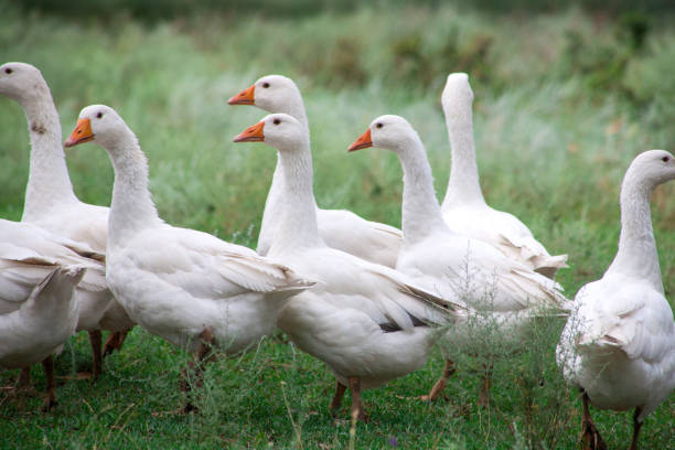 istock Domestic Geese in the grass 1136545905