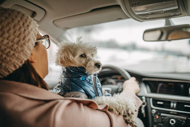 istock One woman sitting and playing with dog 1136545971