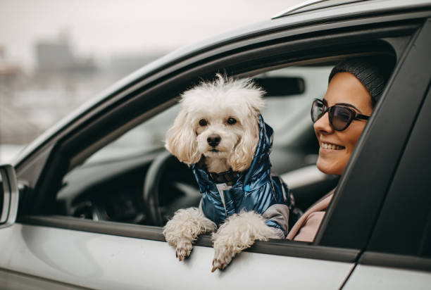 istock One woman driving with her dog 1136546064