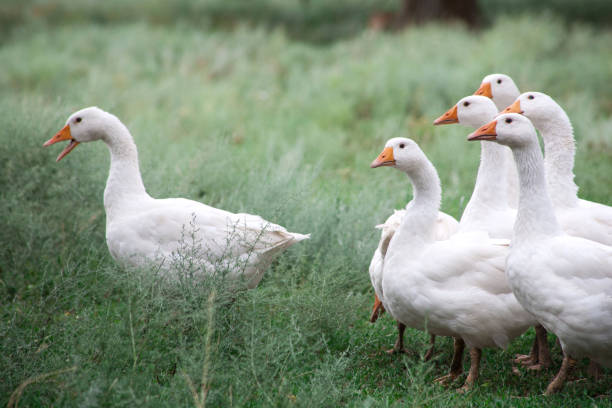 istock Domestic Geese in the grass 1136546076