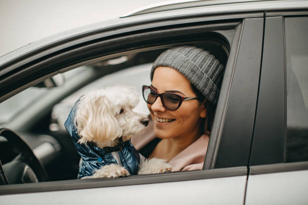 istock One woman driving with her dog 1136546315