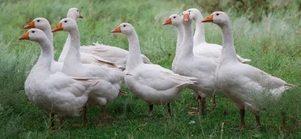 Photo of Domestic Geese in the grass