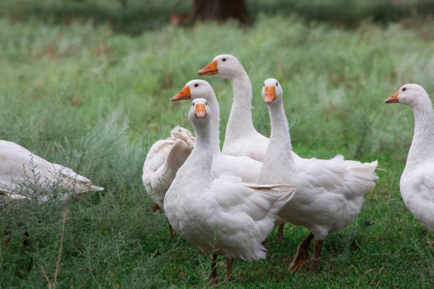 istock Domestic Geese in the grass 1136546332