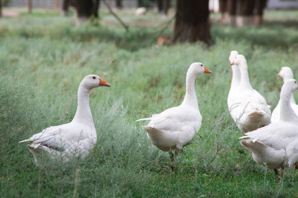 istock Domestic Geese in the grass 1136546862
