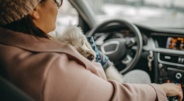 istock One woman sitting and playing with dog 1136546865