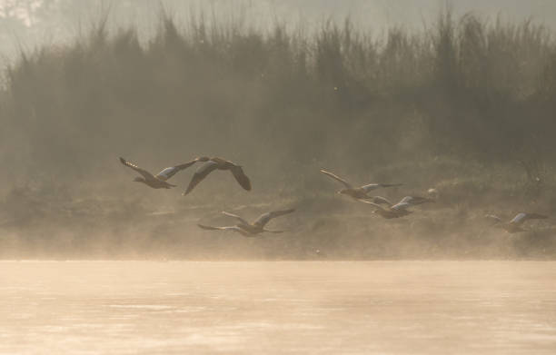 istock Ruddy Shelduck or Tadorna ferruginea Flying over Water 1136547590