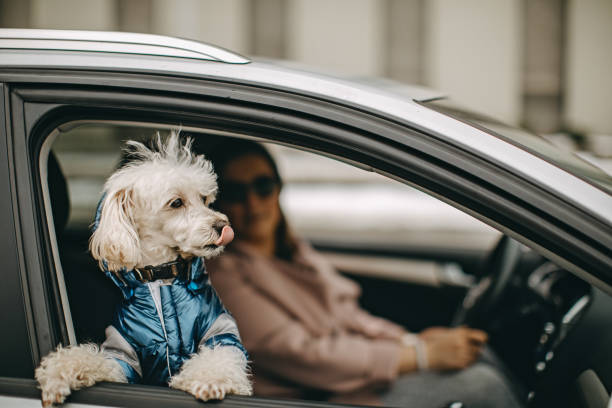 istock One woman driving with her dog 1136547667