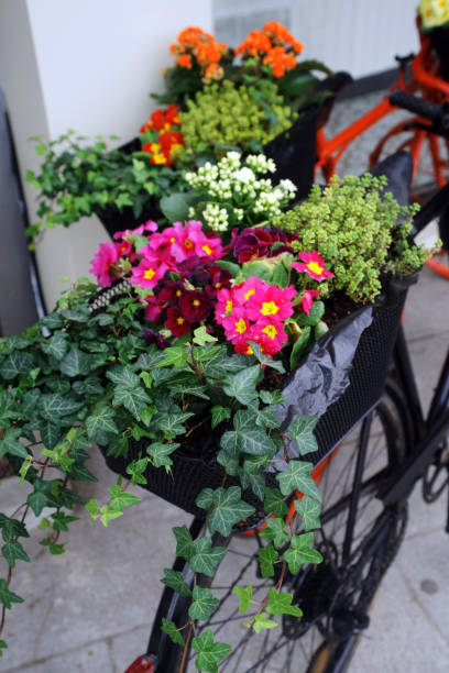 istock Old vintage bicycle with flower basket 1136547673