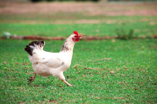 galinha marrom que procura o alimento na jarda da exploração agrícola - bresse - fotografias e filmes do acervo