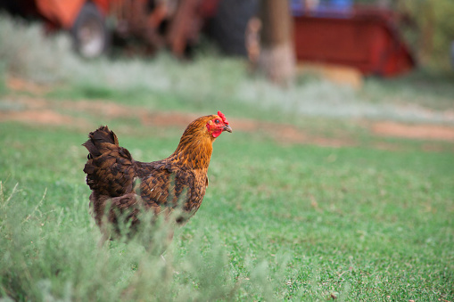 Chicken breed Lohman-Brown, High-Line and Hisex Brown runs to the trough on the green grass. Chicken laying hen egg farm. Livestock in the village.