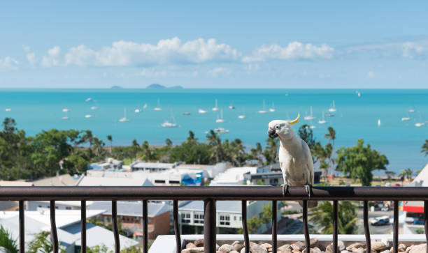istock Sulphur crested cockatoo at Airlie Beach 1136548036