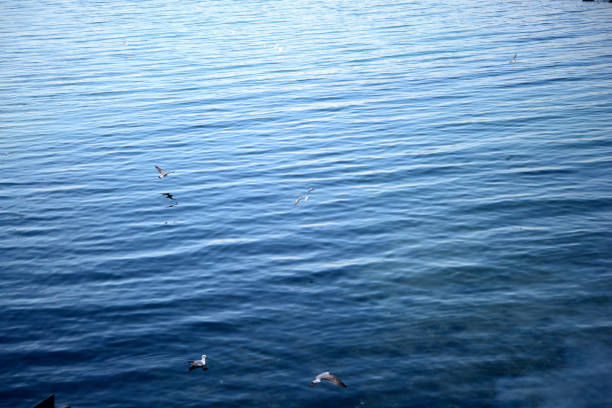 Seagulls in the sea