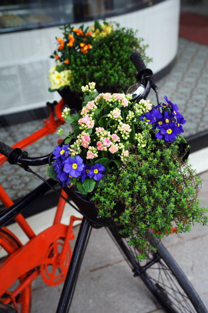 istock Old vintage bicycle with flower basket 1136548930