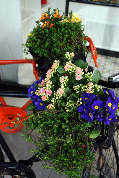 istock Old vintage bicycle with flower basket 1136549582