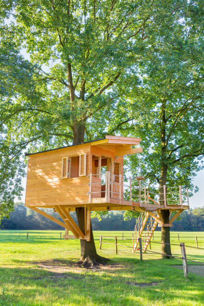 istock New dutch wooden tree house in tree outside 1136550172