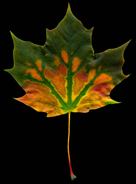 Picture of a colorful maple leaf in Autumn stock photo