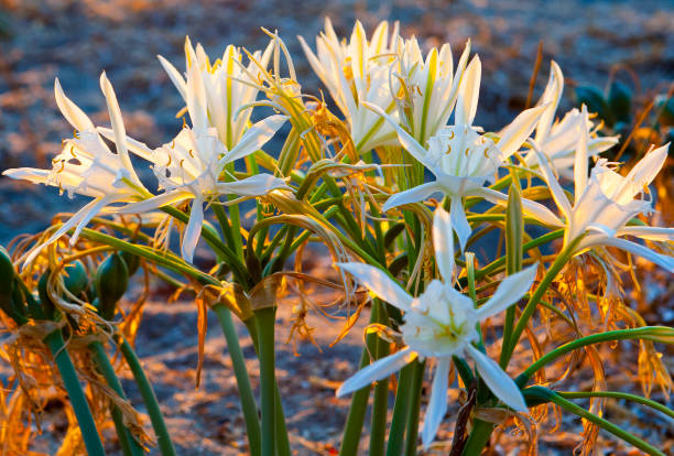 Sea daffodil, Spider lily on beach Sea daffodil, Spider lily on beach spider lily stock pictures, royalty-free photos & images