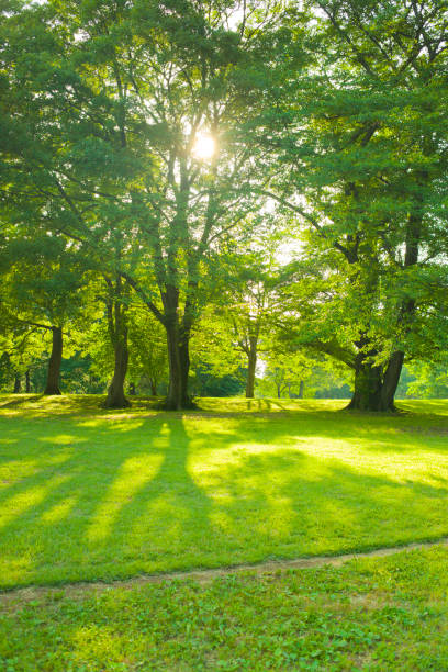 pelouse de jardin - sunlight summer grass landscaped photos et images de collection