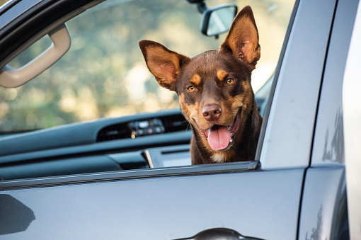 Typically Australian Kelpie working dog sitting in the cab of a Hilux, reflection of owner on the door.