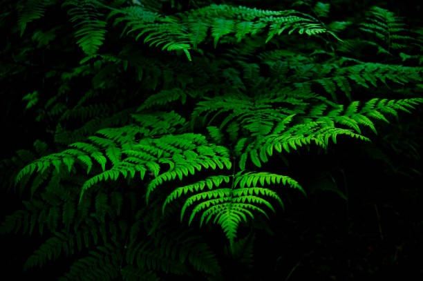 istock Green fern plants growing in the forest 1136554007