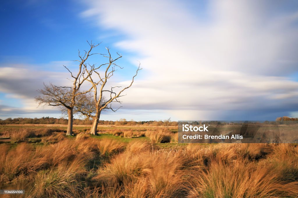 Carlton Marshes. Lowestoft Streaking clouds race over two dead trees in the middle of Carlton Marshes of Lowestoft, Suffolk, England Lowestoft Stock Photo
