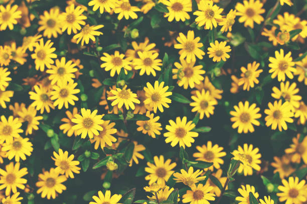 Macro Series : Yellow daisy flowers field with sunlight. Little yellow flower in the park. Yellow daisies in a garden at Chiang Mai province. Background of ground cover ornamental plants.
