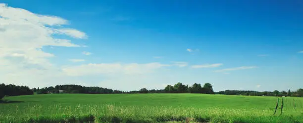 Landscape photo of a Swedish field during summertime