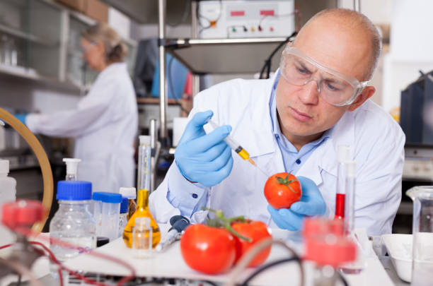 istock Geneticist injecting additives into tomatoes 1136556061