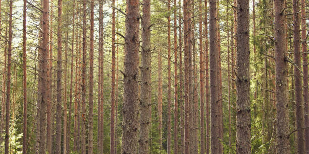istock Pine trees in the forest, large trees standing close together in a Scandinavian forest 1136556224