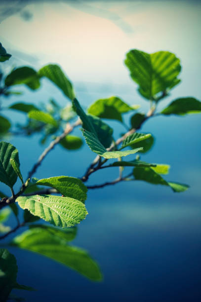 Summer leaves in Scandinavia with blue sunny background