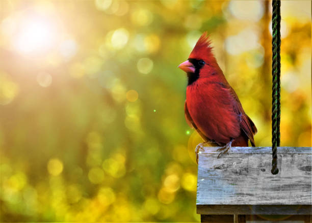 Male Cardinal Bird with morning light flare A single male cardinal bird perching on the roof of wooden feeder enjoy watching and relaxing on the morning light flare background, Autumn  in GA USA. cardinal bird stock pictures, royalty-free photos & images