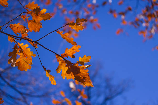 istock Colorful foliage in the autumn park 1136557826