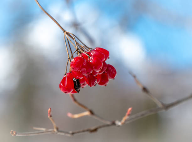 rowan beerenfrüchte. - berry fruit fruit ash autumn stock-fotos und bilder