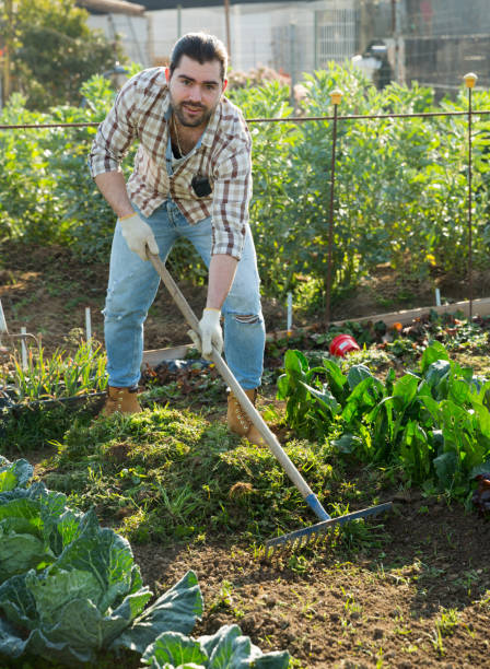 istock Farmer picks up weeds with a rake 1136560233