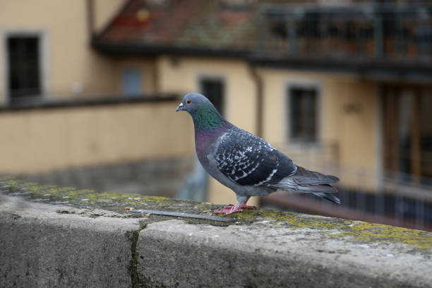 istock City doves close-up 1136564099
