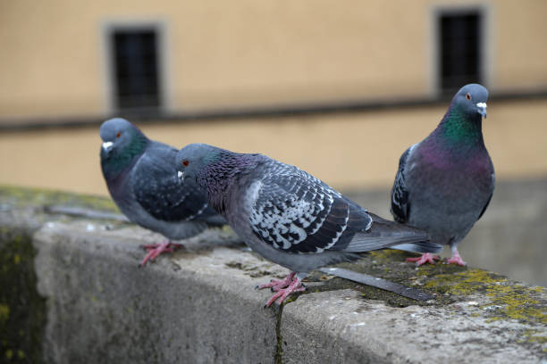 istock City doves close-up 1136564287