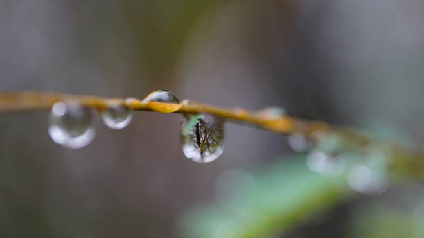 istock hiking,nature,close up,spider 1136564417