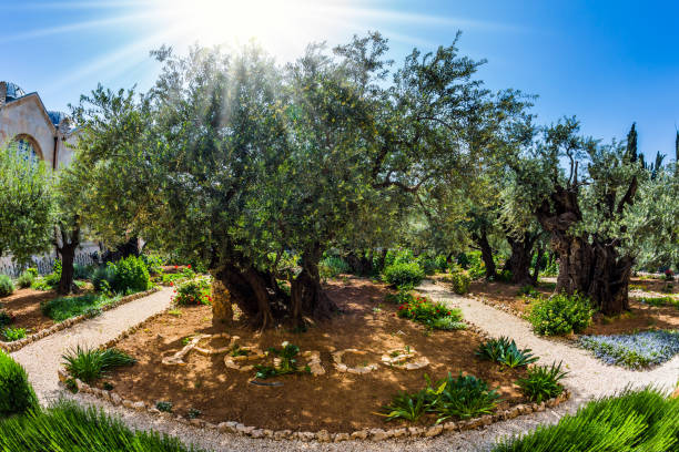 istock Millennial olives grow on sandstone 1136564462