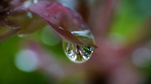 istock hiking,nature,close up,spider 1136564686