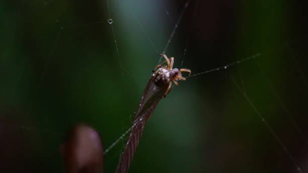 istock hiking,nature,close up,spider 1136564710