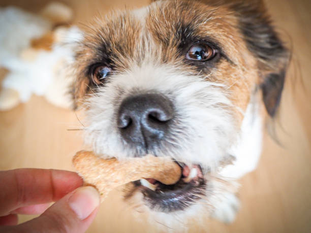 istock Small Dog with a Dog Biscuit, Close-up 1136564722