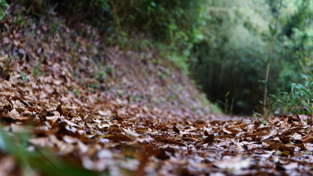 istock hiking,nature,close up,spider 1136564783