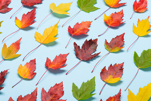 Autumn leafs on pastel background