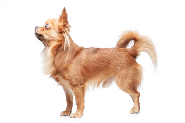 istock Happy Chihuahua 1136567247