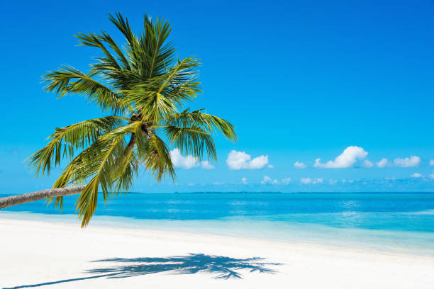 istock Palm tree at tropical paradise beach in Maldives, Herathera island 1136568006