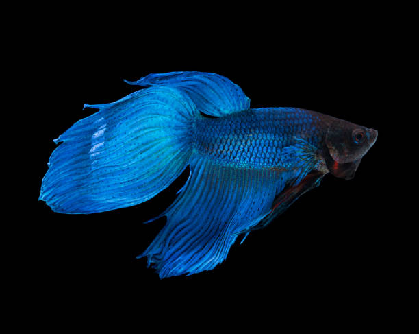 blue siamese fighting fish betta isolated on black - fish siamese fighting fish isolated multi colored imagens e fotografias de stock